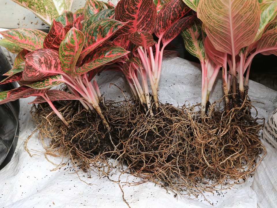 Menanam Bonggol Aglonema