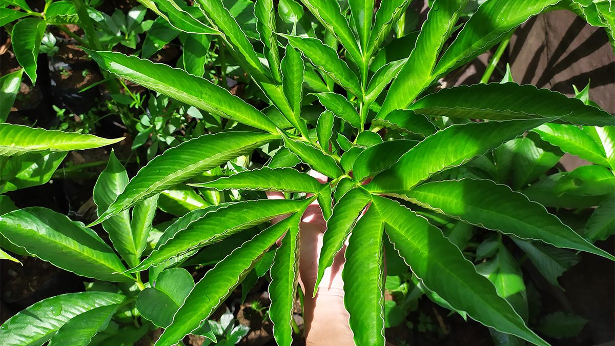 Menanam porang