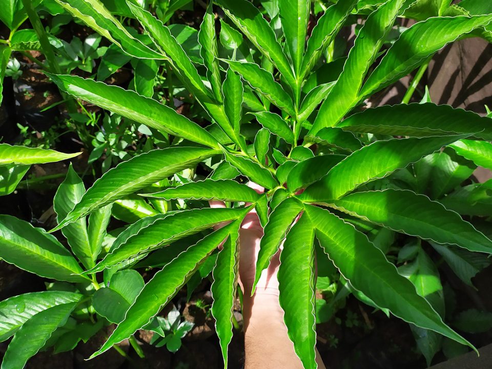 Menanam porang