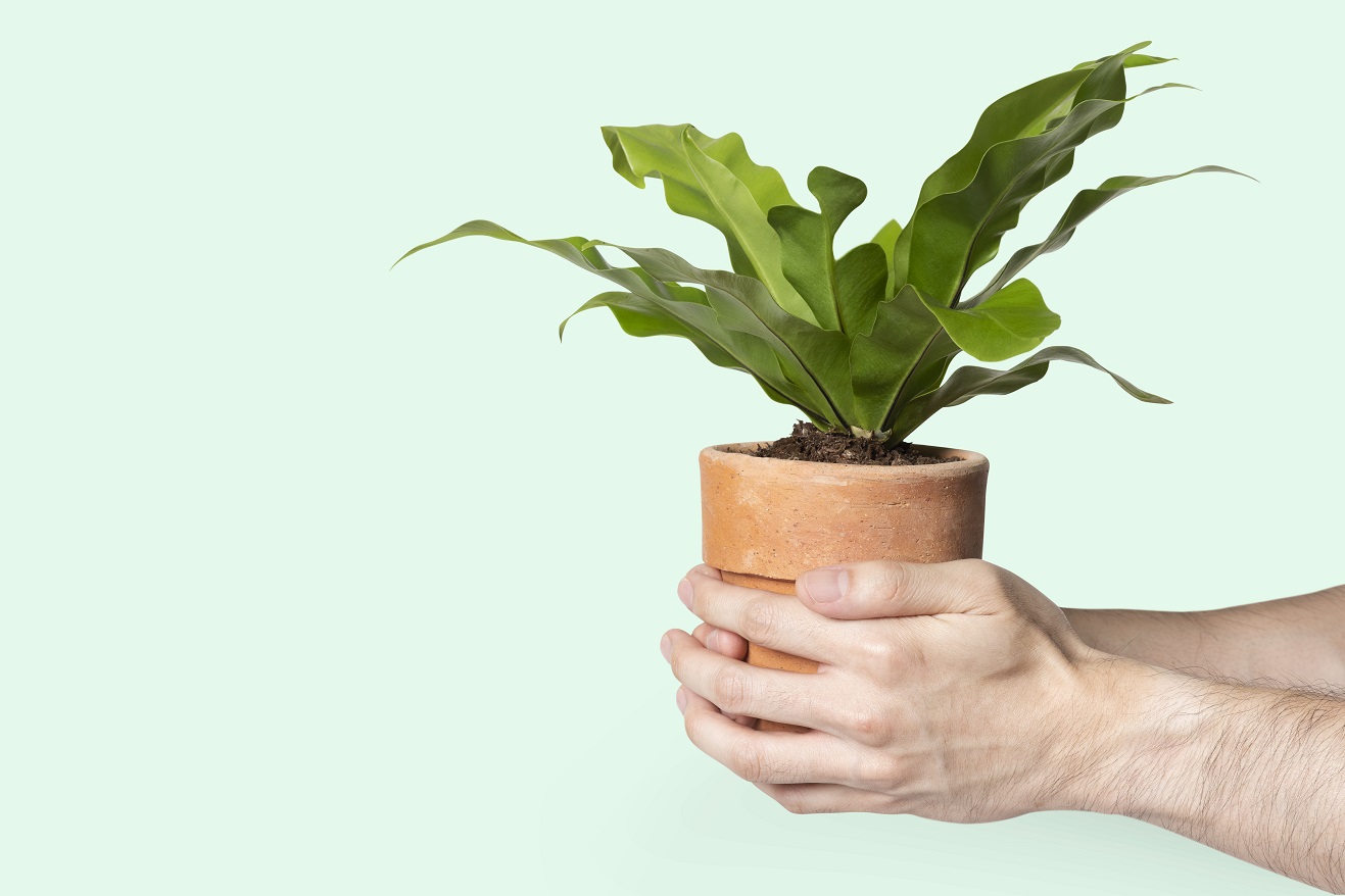 Bird's nest fern tanaman hias gantung