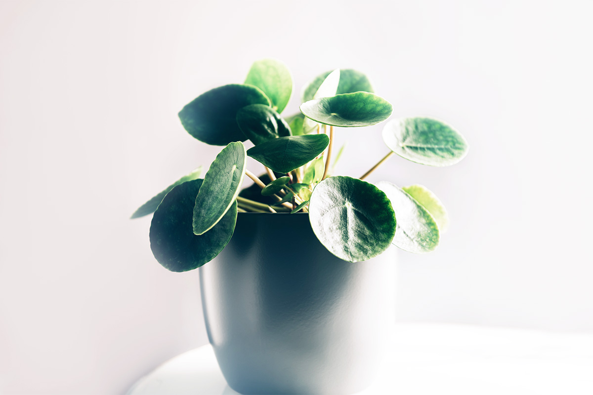 Tanaman Hias Chinese Money Plant