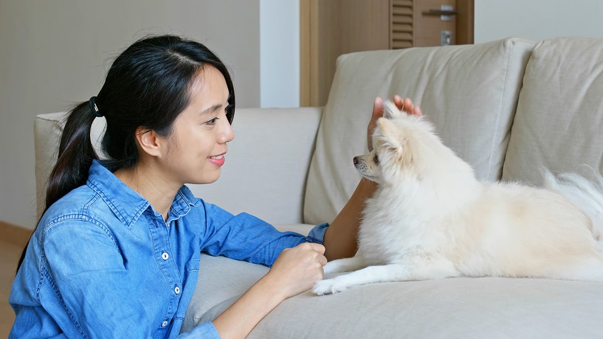Jenis Anjing