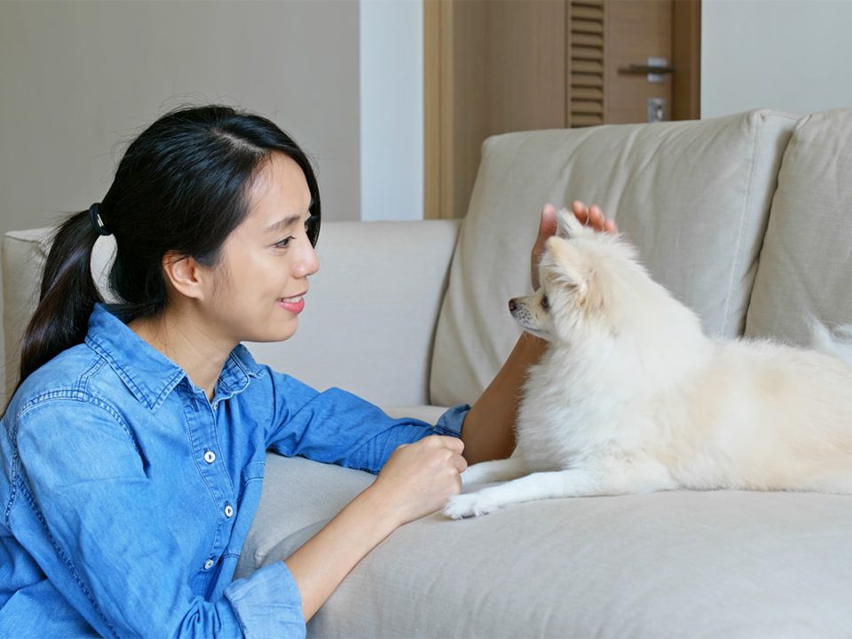Jenis Anjing