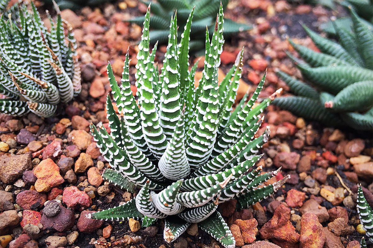 Jenis Sukulen Zebra