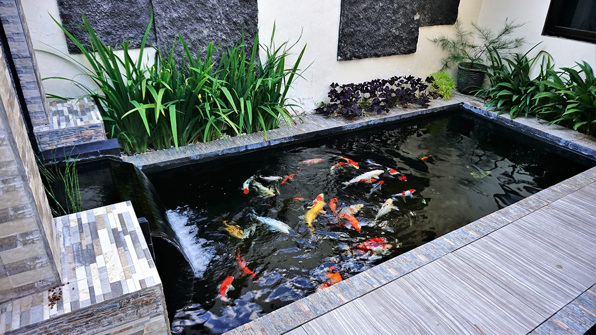 Kolam ikan koi