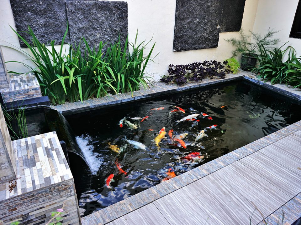 Kolam ikan koi