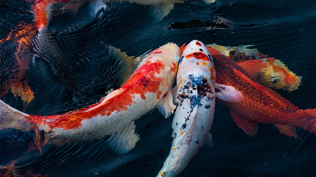 Memelihara Ikan Koi