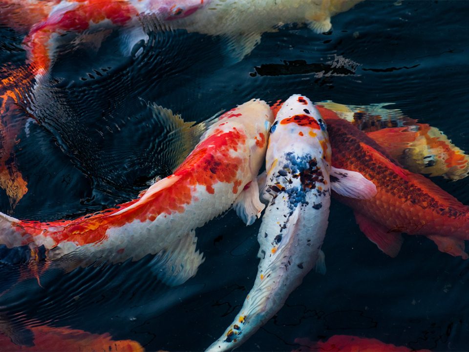 Memelihara Ikan Koi