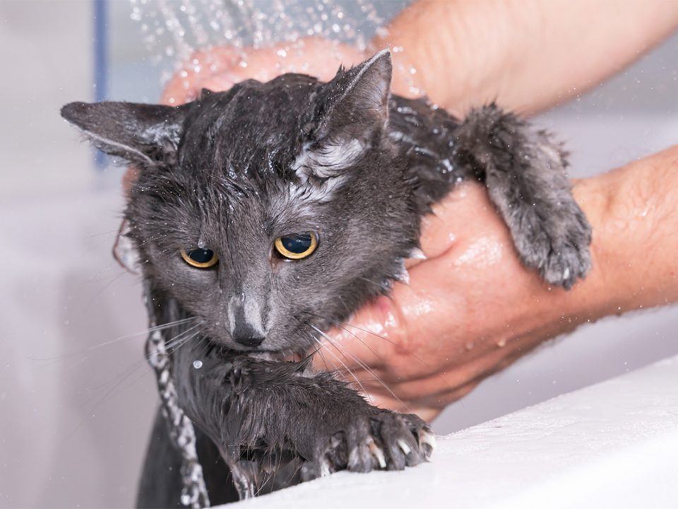 Menghilangkan Kutu Kucing