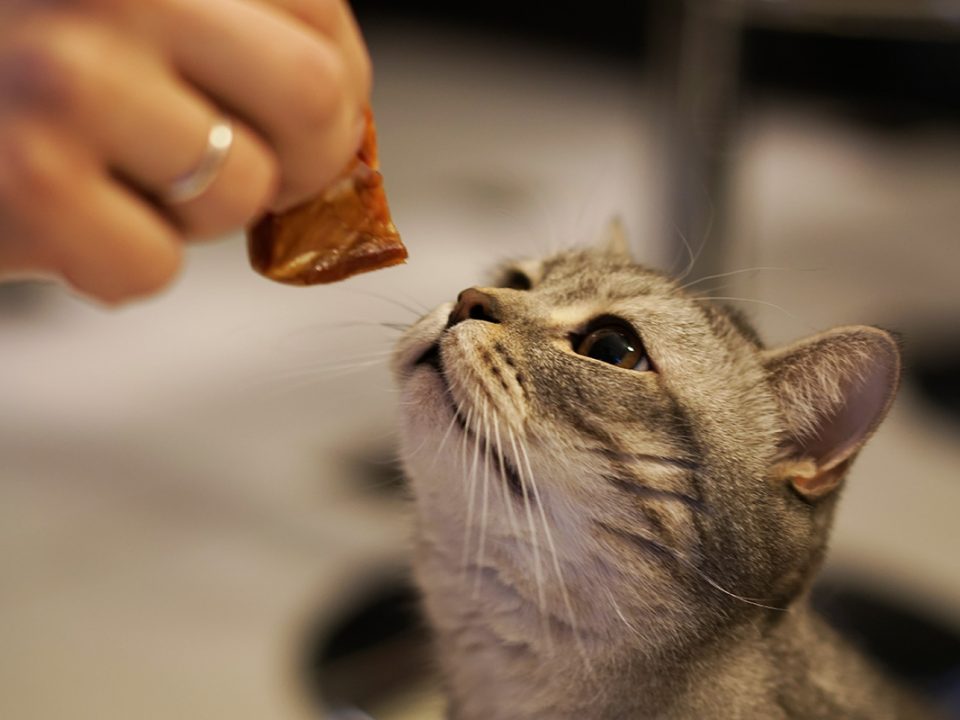 Menjinakkan Kucing