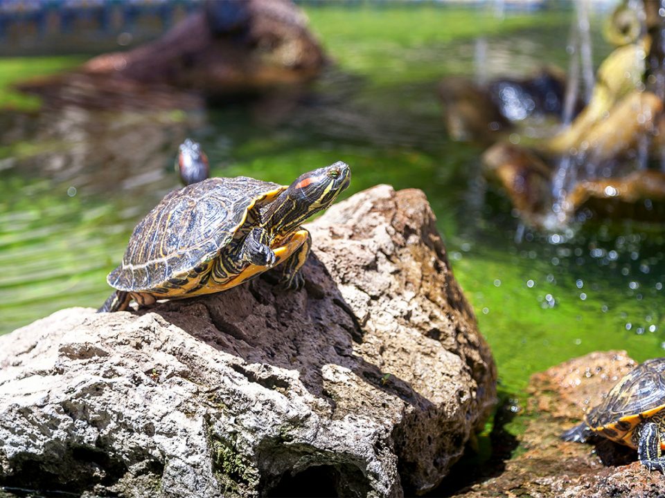 Merawat Kura-Kura