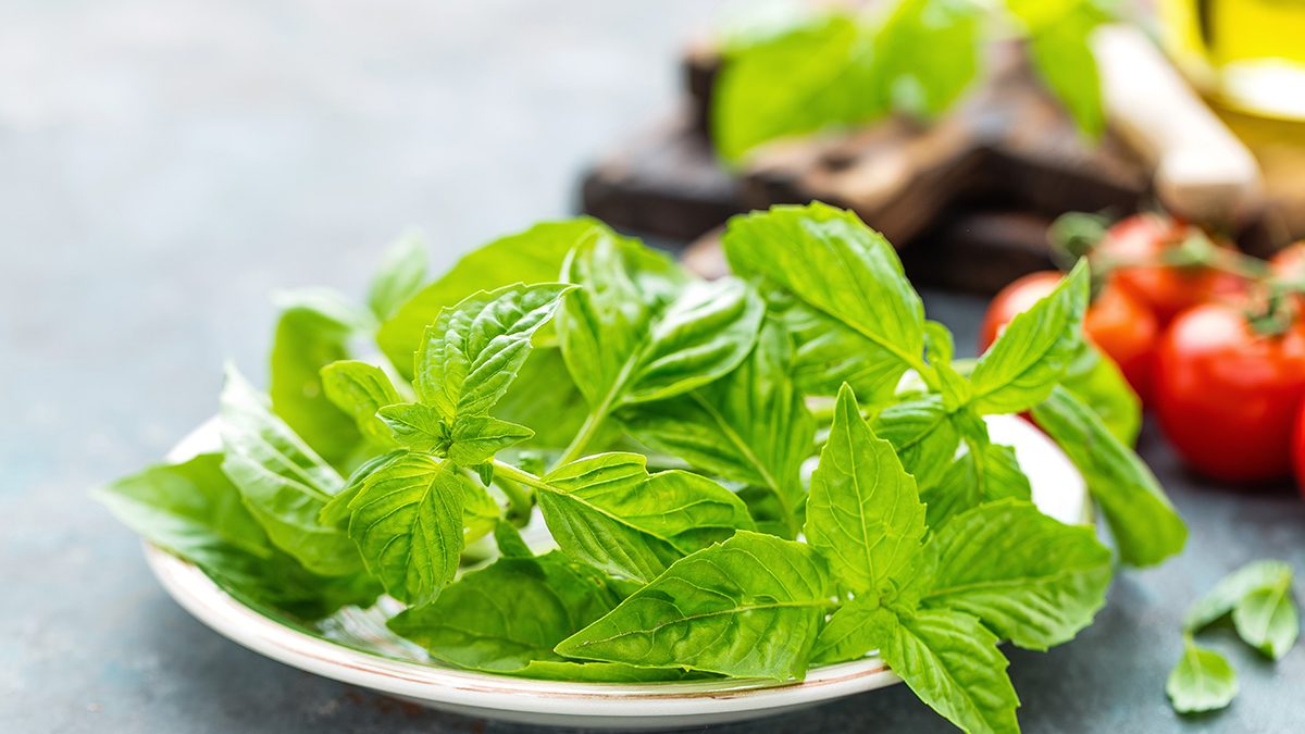 Manfaat Daun Kemangi