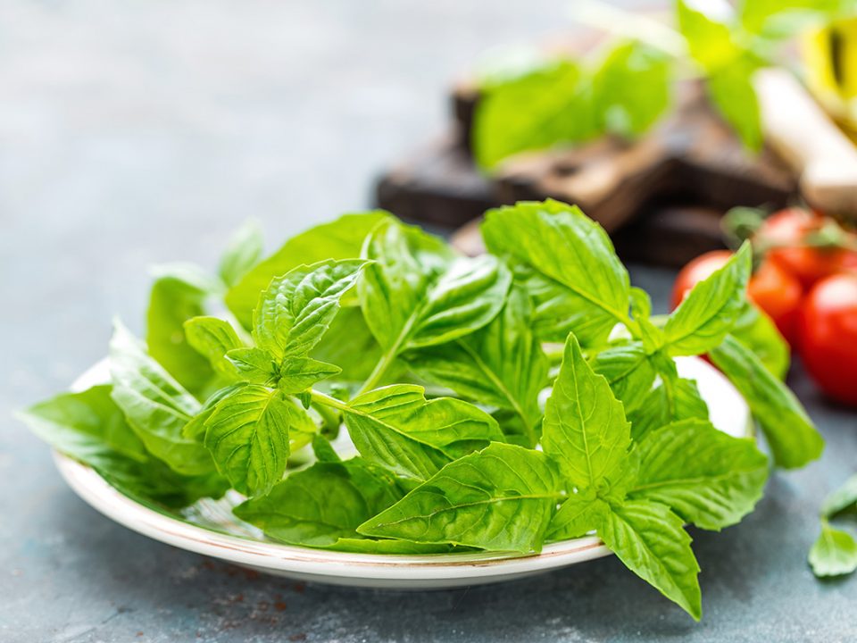 Manfaat Daun Kemangi