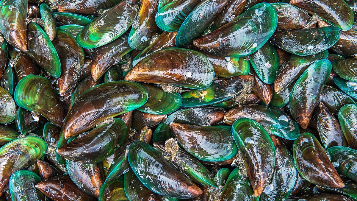 Cara Membersihkan Kerang
