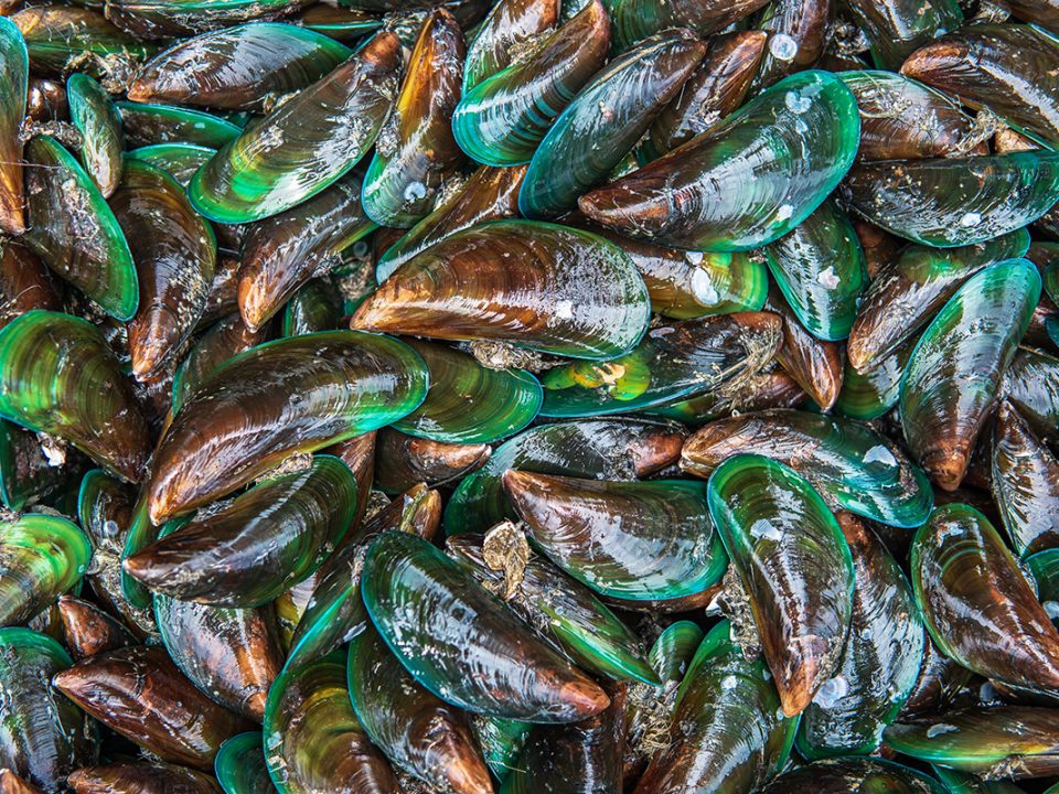 Cara Membersihkan Kerang