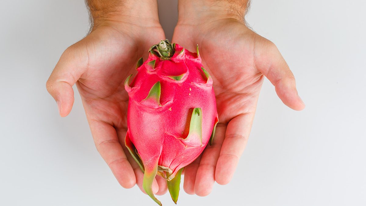 Menanam Buah Naga