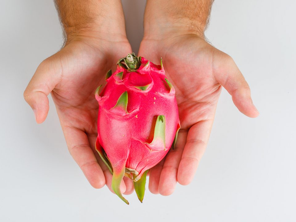 Menanam Buah Naga