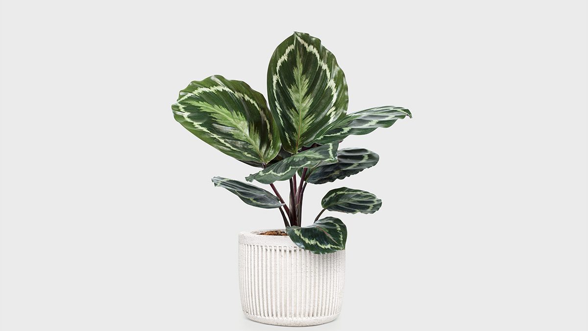 Merawat Calathea