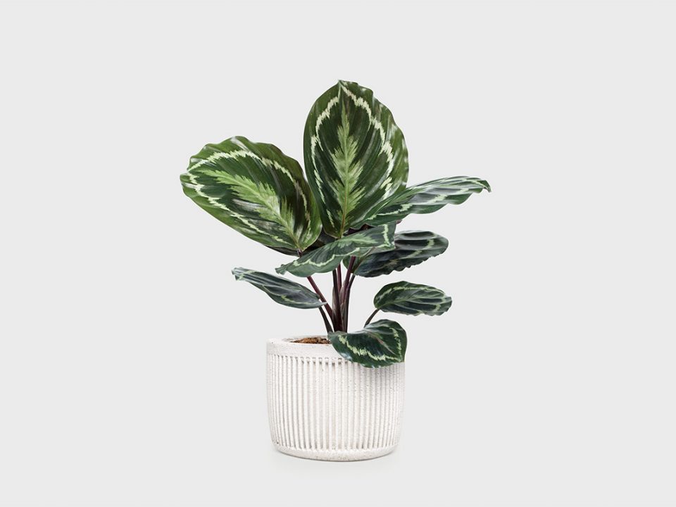 Merawat Calathea