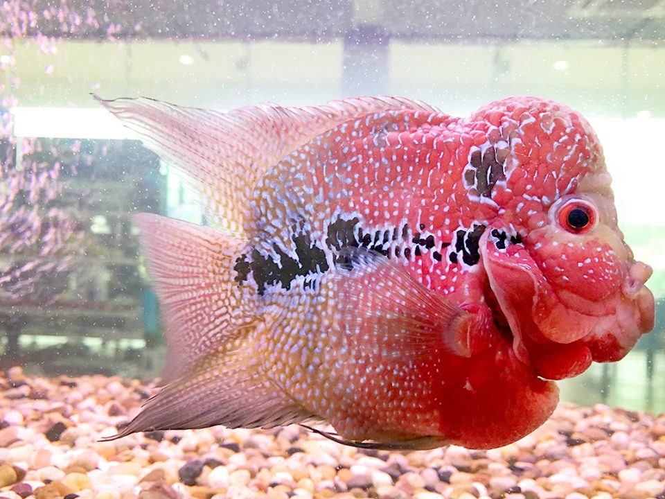 Merawat Ikan Louhan