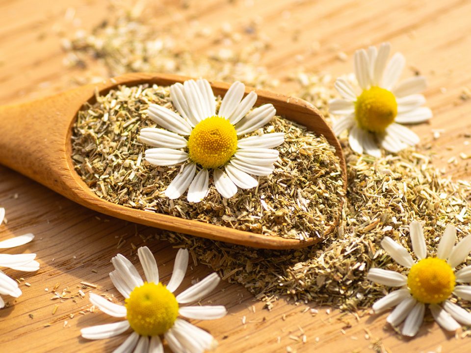 Manfaat Chamomile