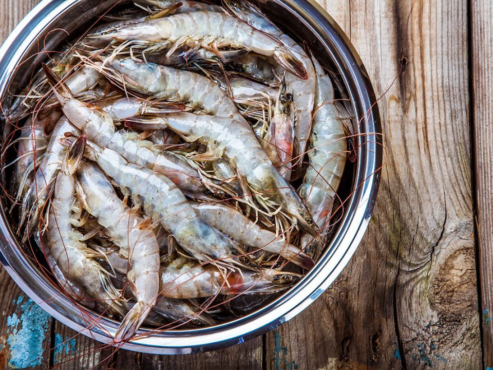 Cara Memilih Udang