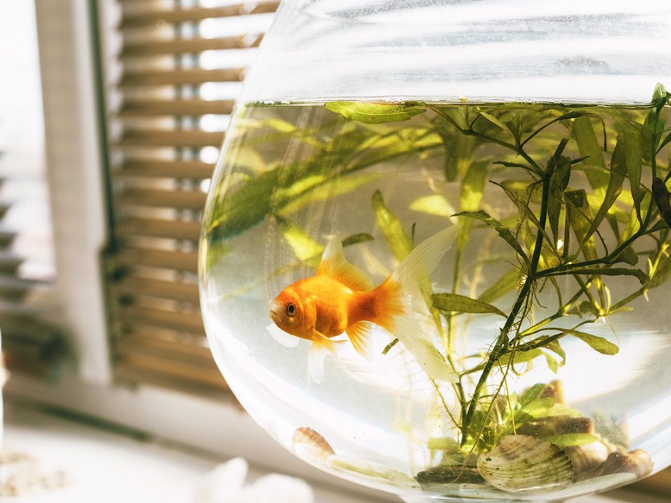 Cara Merawat Ikan Koki