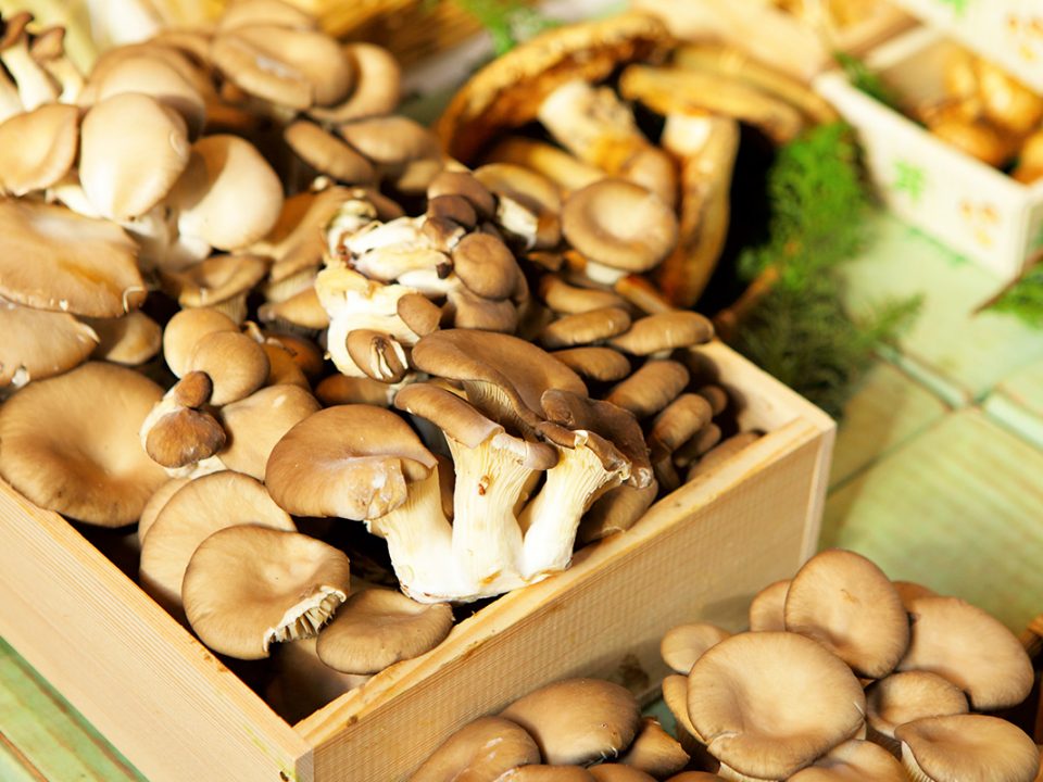 Cara Menyimpan Jamur