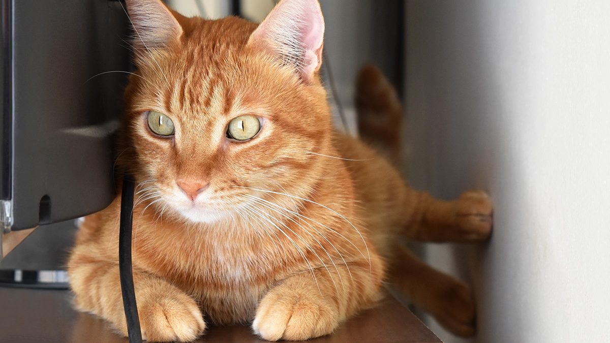 Kucing Oren