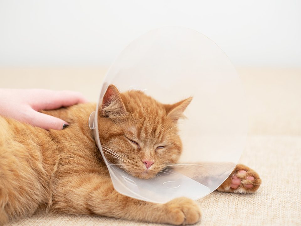 Penyakit kucing