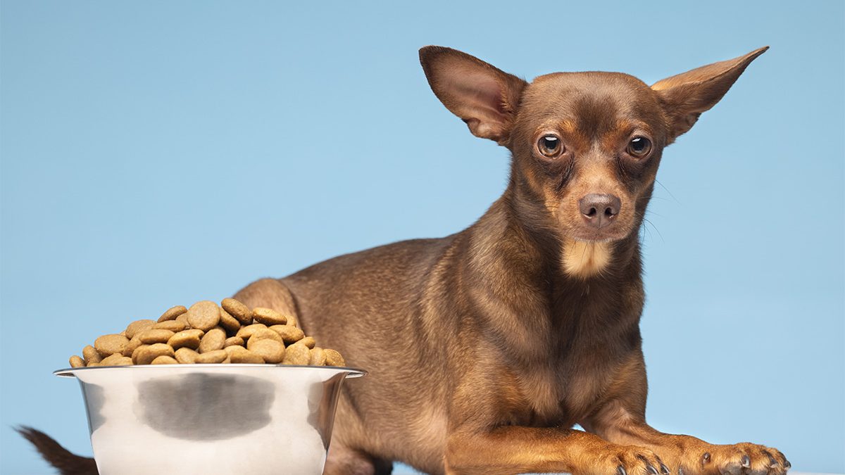 Anjing Tidak Mau Makan