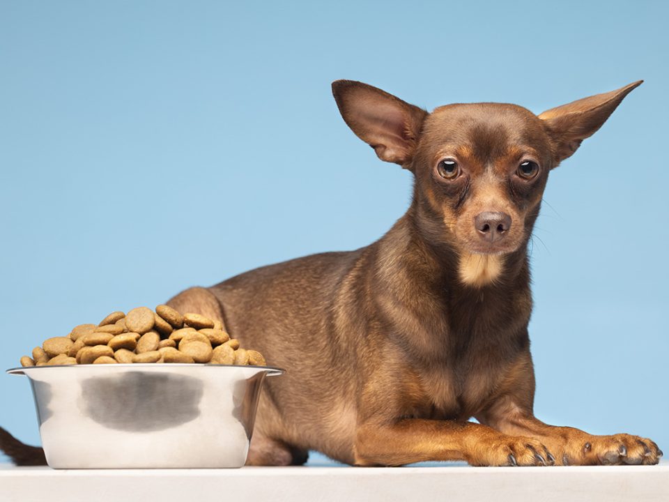 Anjing Tidak Mau Makan