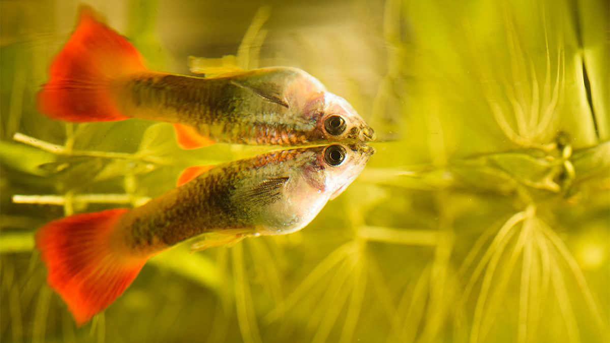 Cara Merawat Ikan Guppy