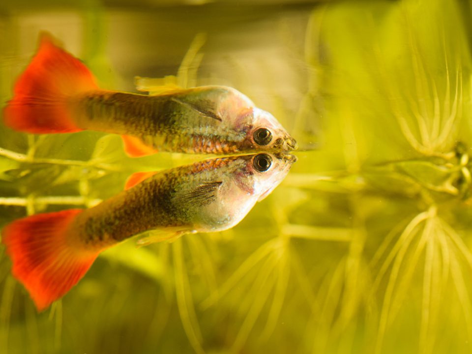 Cara Merawat Ikan Guppy
