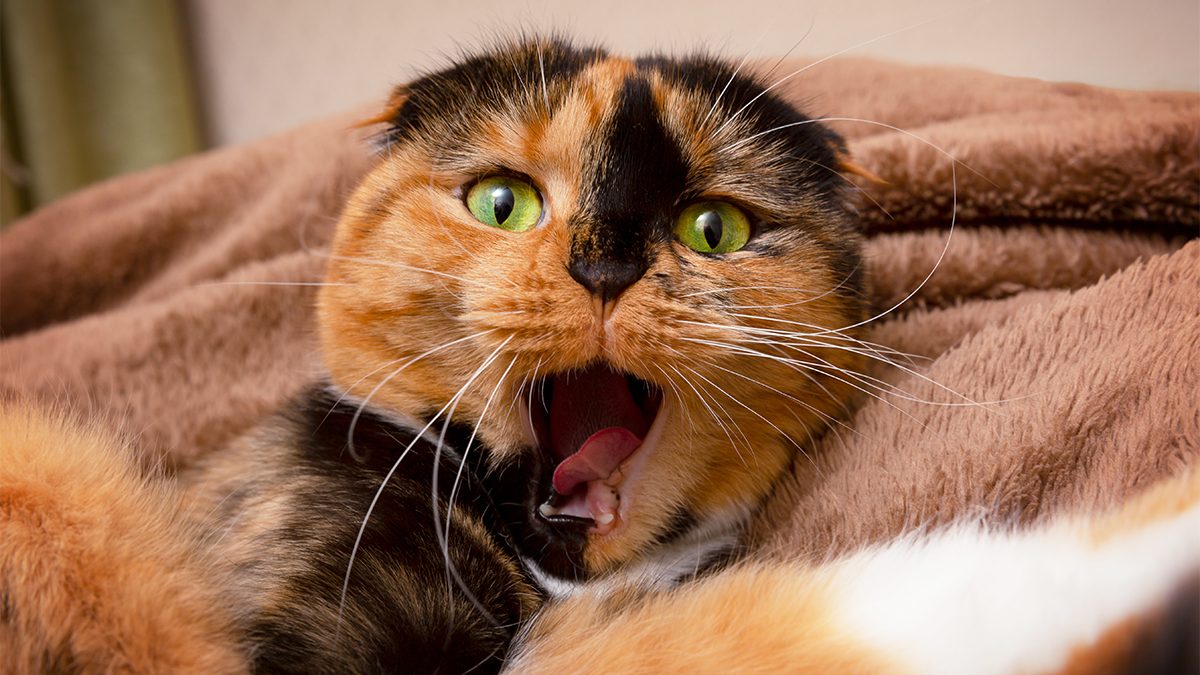 Kucing stres