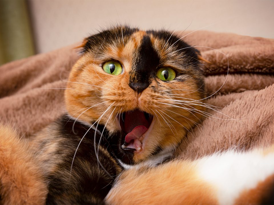 Kucing stres