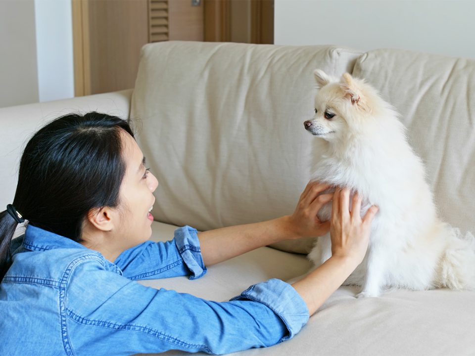 Jenis anjing kecil