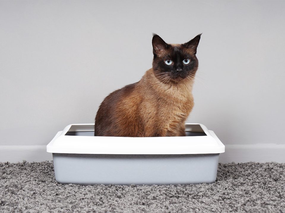 Kucing kencing sembarangan