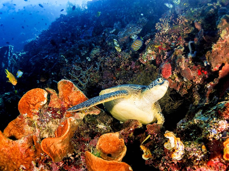 Wisata di Manado