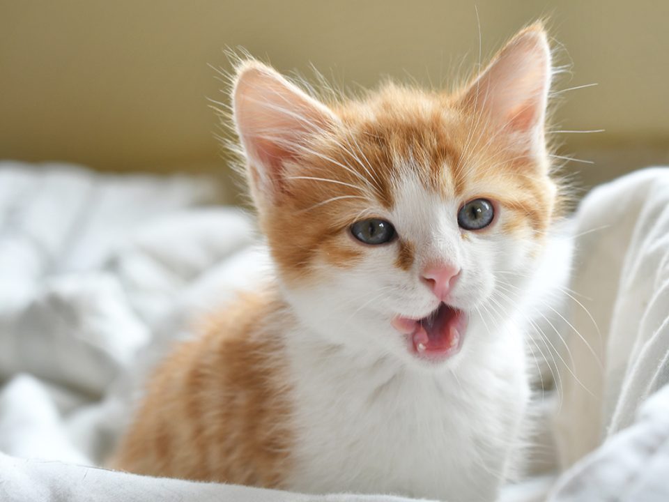 Arti Kucing Mengeong