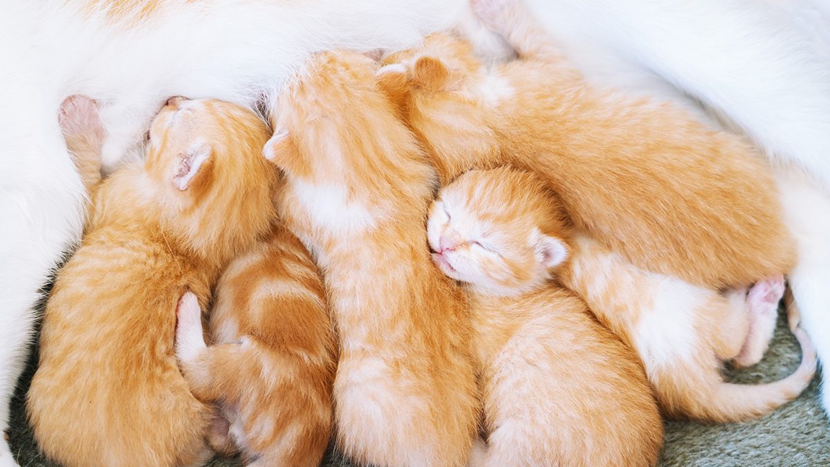 Cara Merawat Anak Kucing