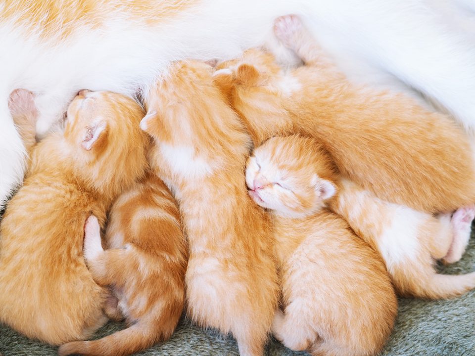 Cara Merawat Anak Kucing