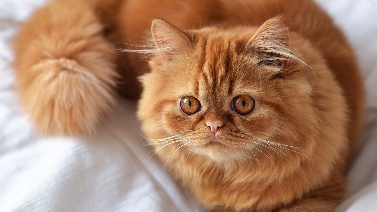 Jenis kucing persia