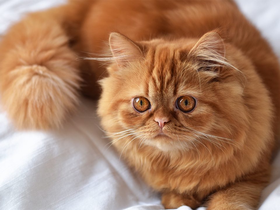 Jenis kucing persia