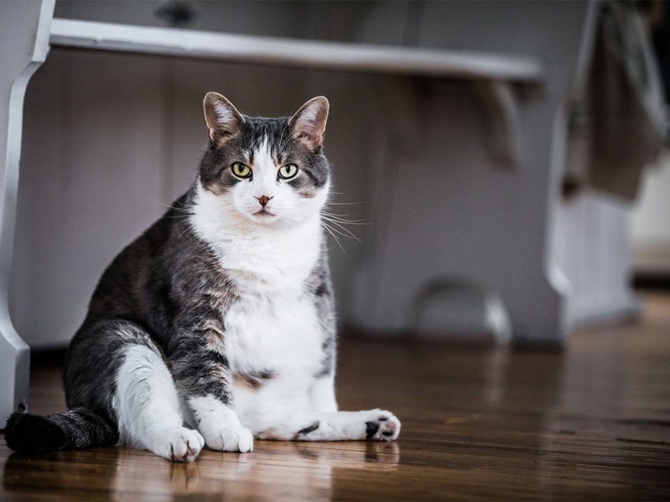 Kucing obesitas