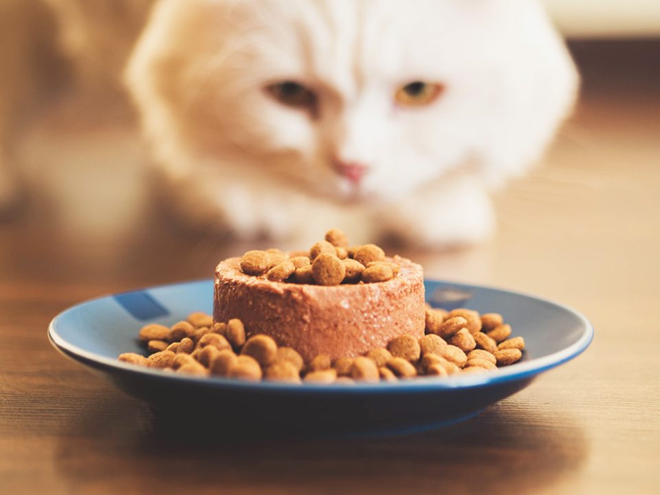 Memilih Makanan Kucing