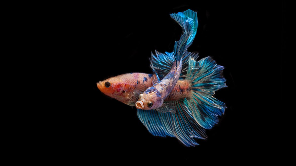 Mengawinkan Ikan Cupang