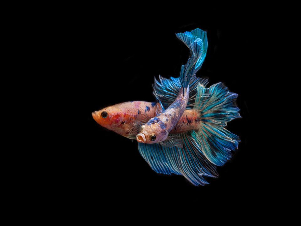 Mengawinkan Ikan Cupang