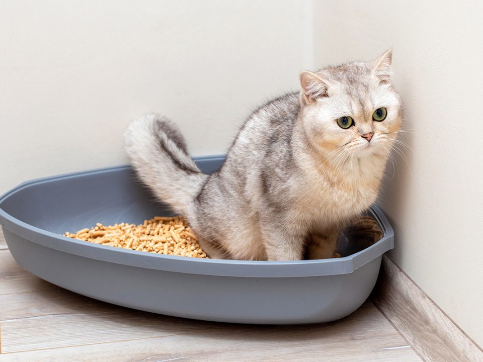 Pasir kucing bagus