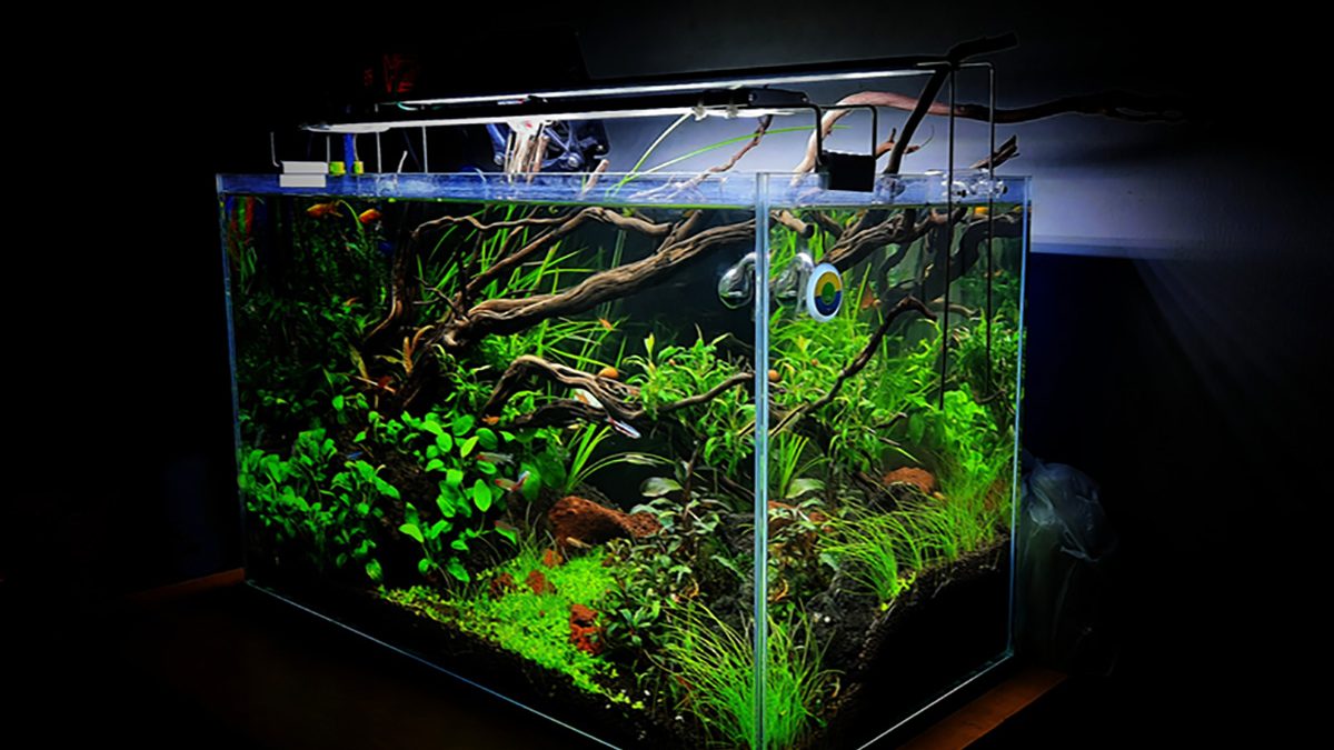 Tanaman untuk Aquascape